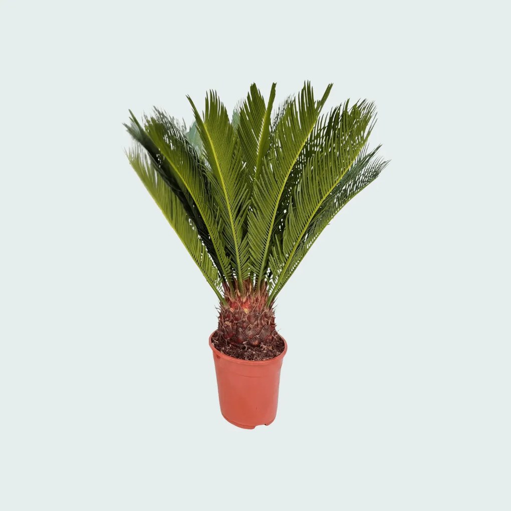 Cycas Revoluta - 80cm