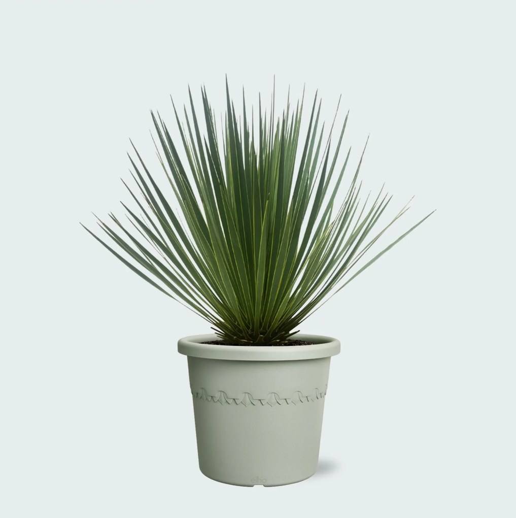 Yucca Rostrata - 50cm