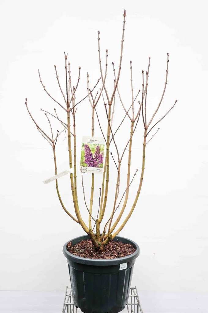 Syringa vulgaris 'Andenken an Ludwig Späth' (Ludwig Spaeth) - pot 35L - 125-150 cm