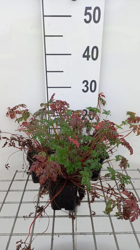 Geranium robertianum - pot 9x9 cm