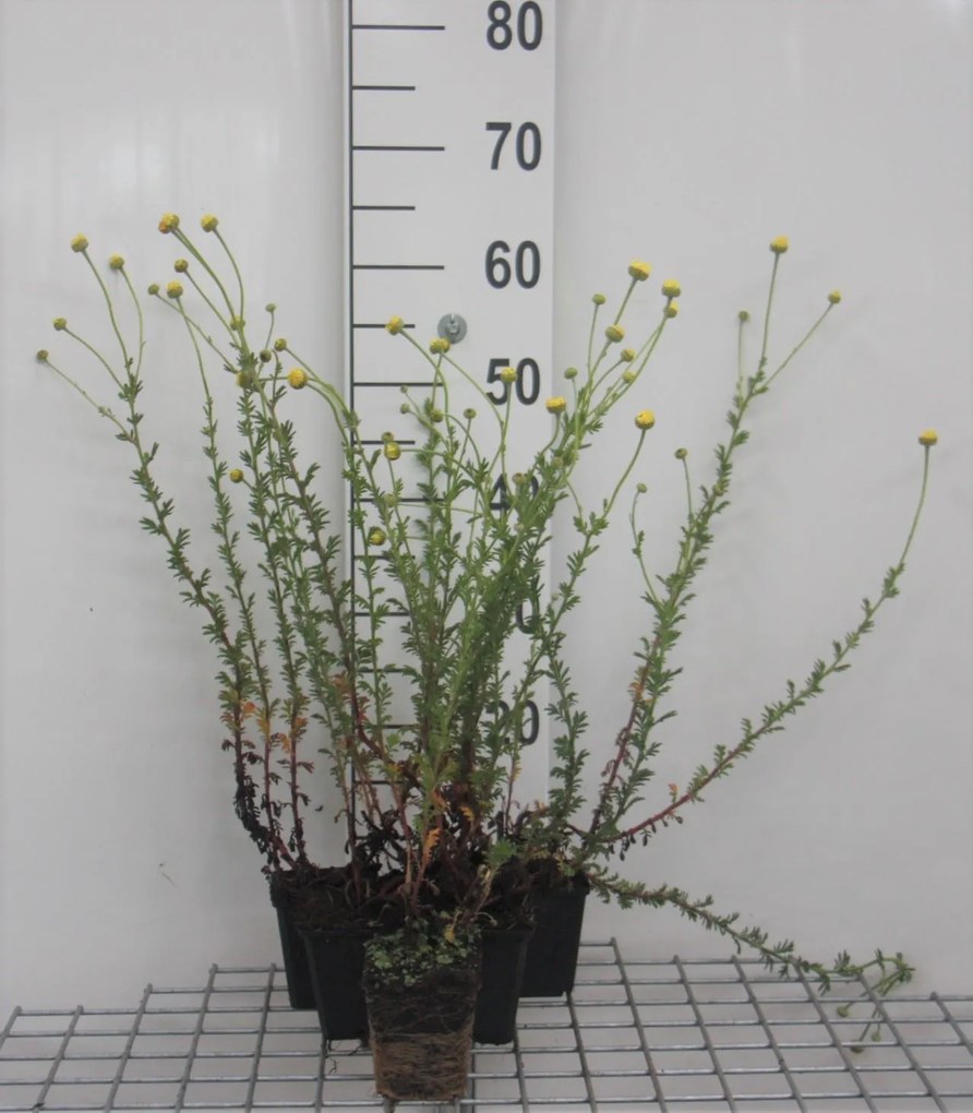 Anthemis x hybrida'E.C. Buxton'- pot 9x9 cm -