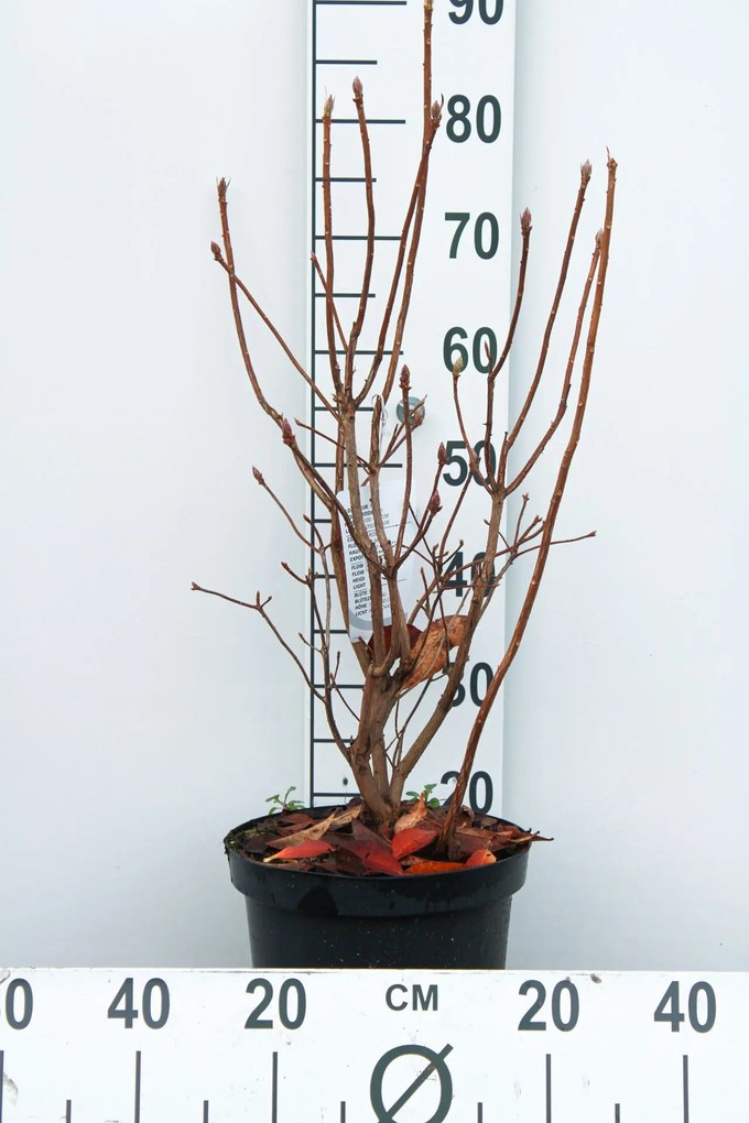Rhododendron 'Knap Hill Pink' - pot 7,5L - 80+ cm