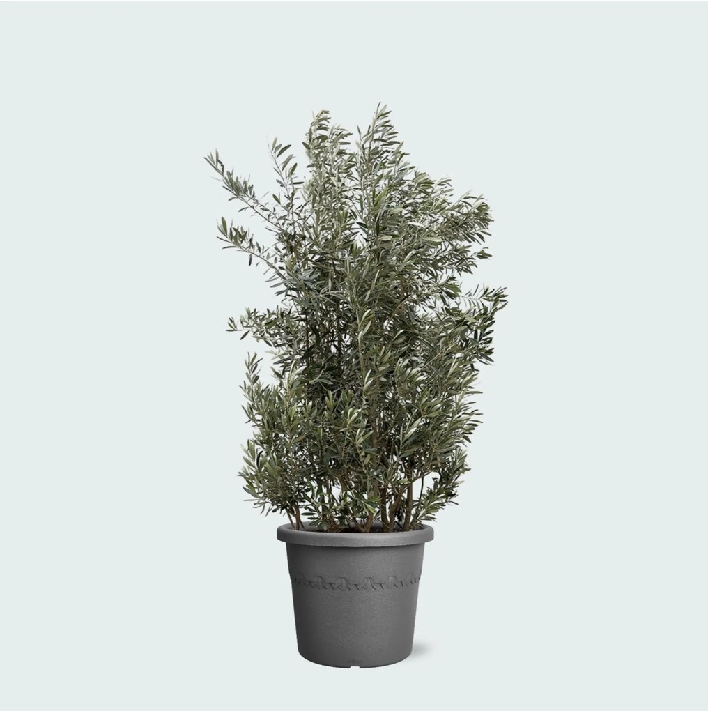Olea Europaea olijf struik - 250cm