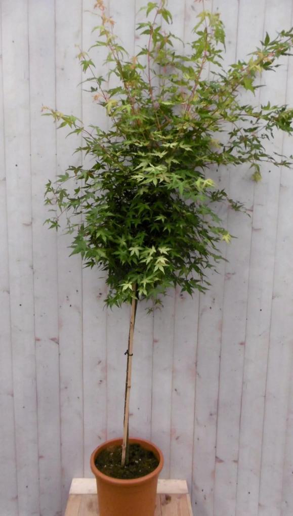 Japanse esdoorn groen blad stamhoogte 100 cm