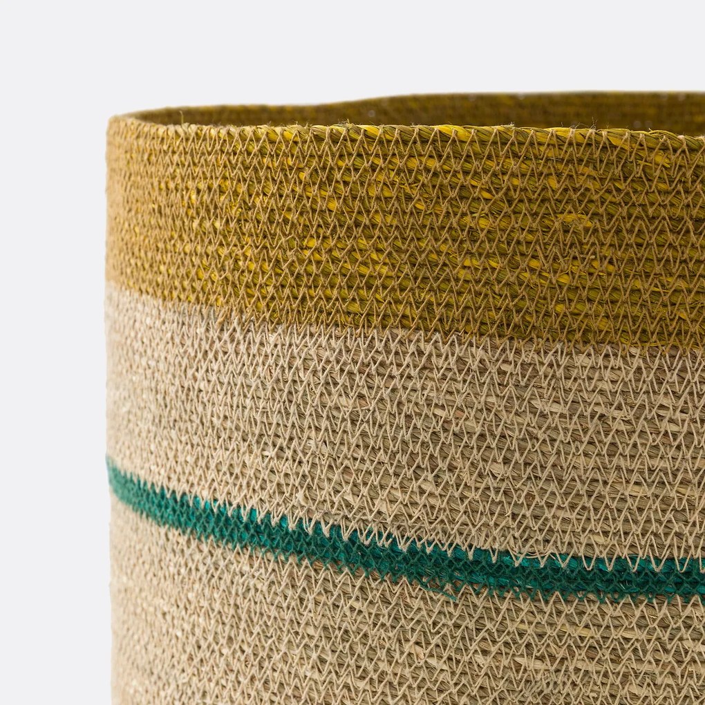 Multicolor mand in herbarium, Saski