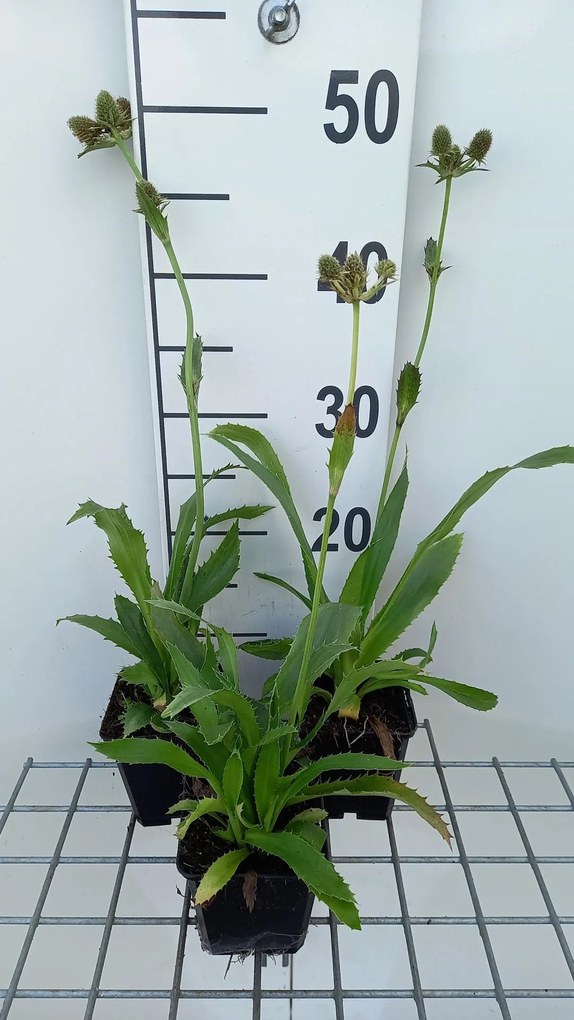 Eryngium agavifolium - pot 9x9 cm -