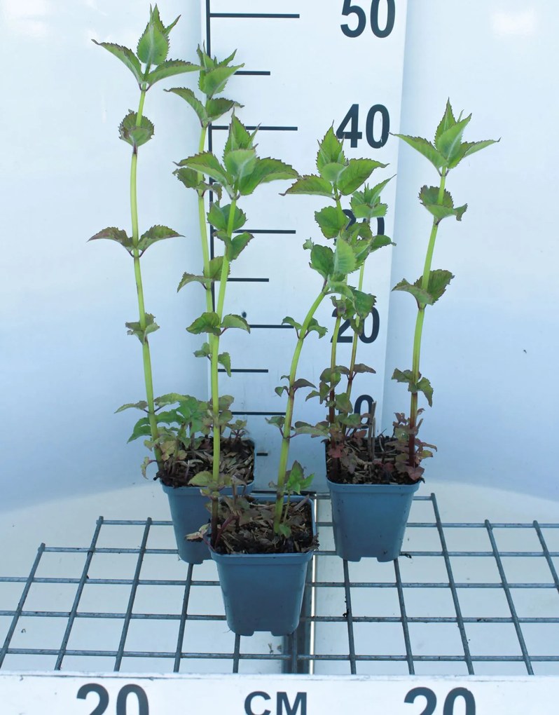 Monarda 'Cambridge Scarlet' - pot 9x9 cm (Bergamotplant) -