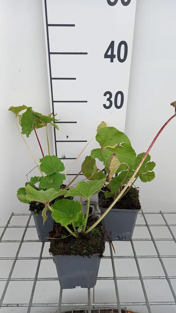 Alcea rosea 'Charters Rosa' - pot 9x9 cm