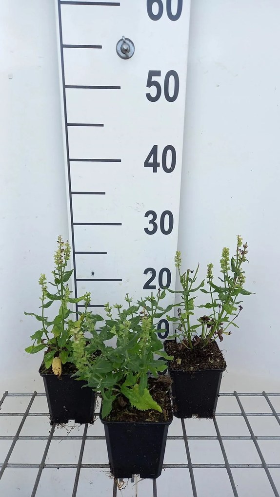Salvia nemorosa 'Florsalcwh' (Sensation Compact White, Sensation Medium White) - pot 9x9 cm -