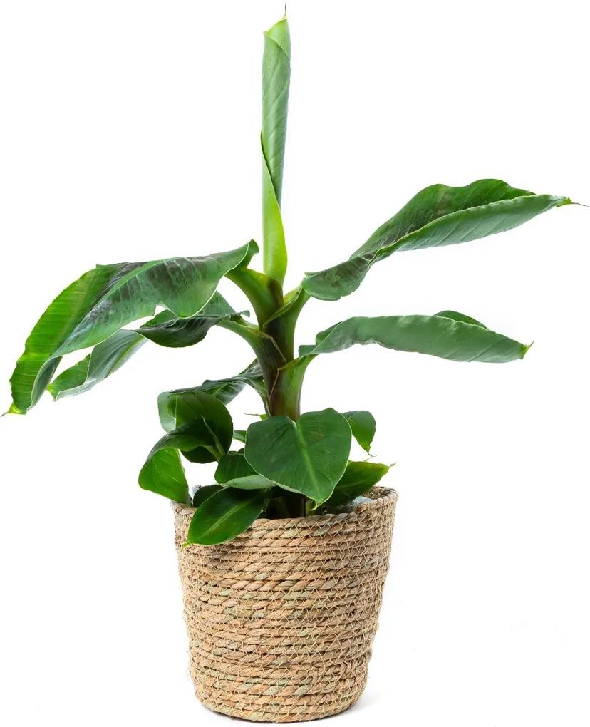 Bananenplant Tropicana | ↕ 55cm | Ø 17cm - Bloomgift