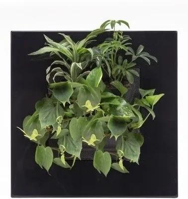 LivePicture GO zwart, levend planten schilderij