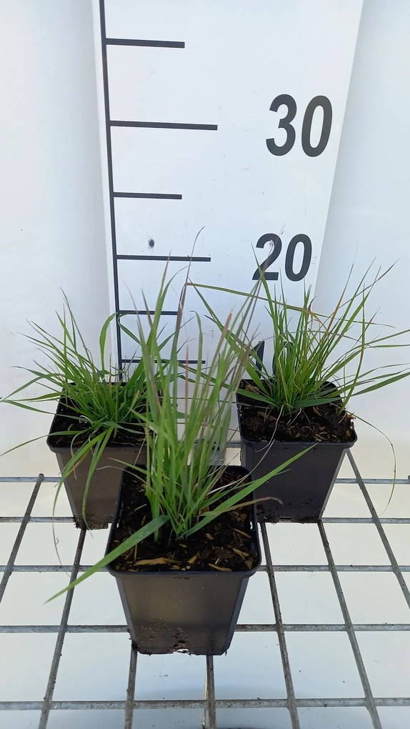 Calamagrostis epigejos - pot 9x9 cm -