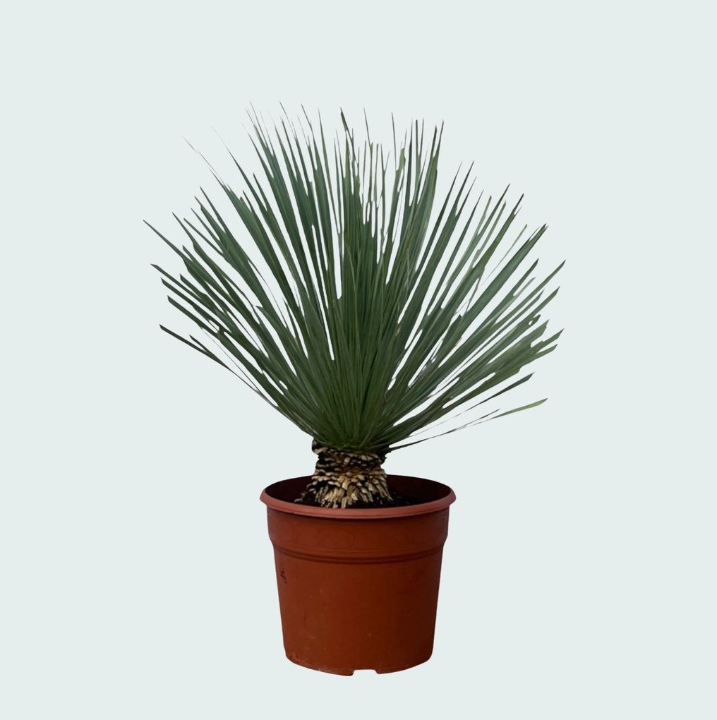 Yucca Rostrata - 90 cm
