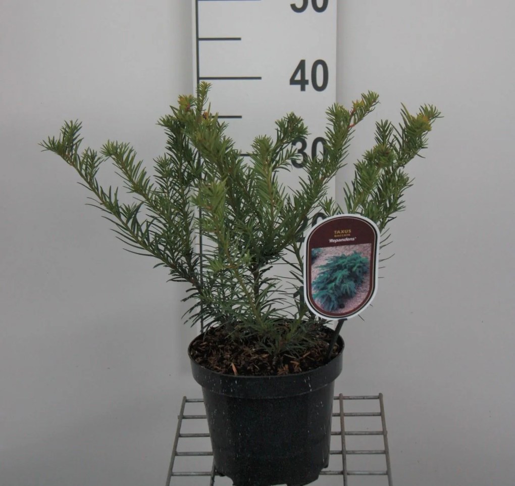 Taxus baccata 'Repandens' - pot - 25-30 cm - struik