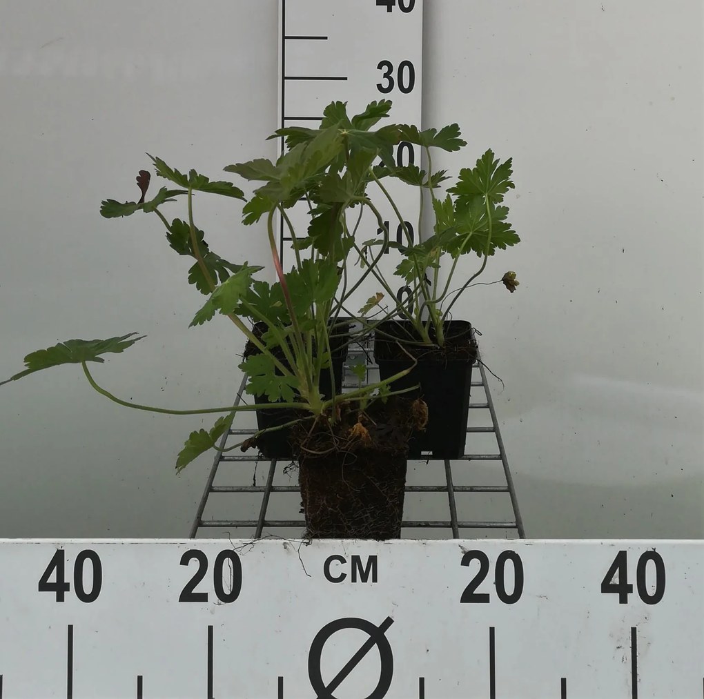 Geranium macrorrhizum - pot 9x9 cm -