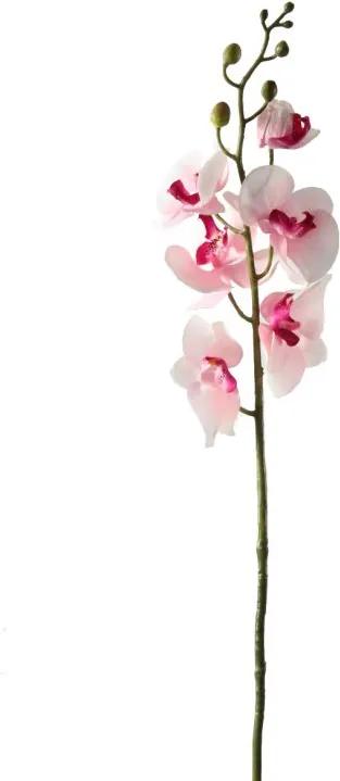 Orchidee Wit- Fuchsia  85 cm
