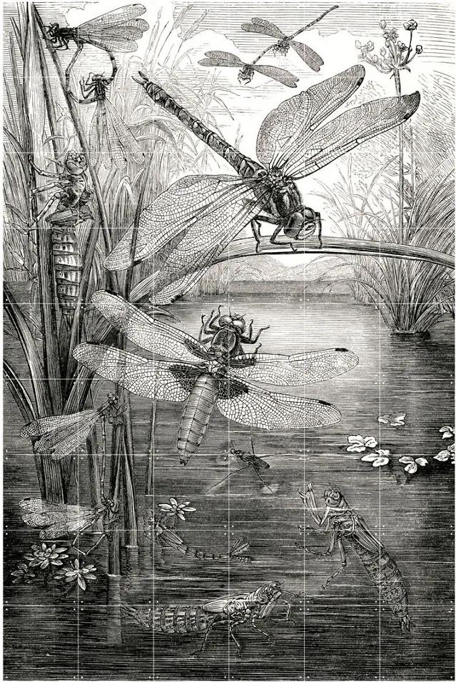IXXI Dragonflies wanddecoratie