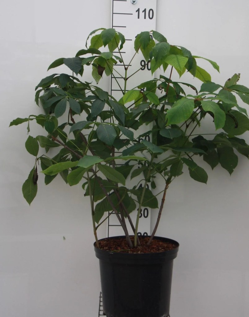 Aesculus parviflora - pot 12L - 60-80 cm