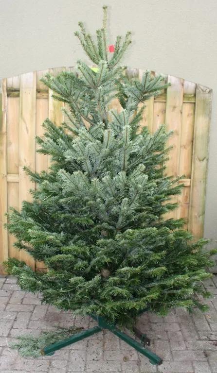 Kerstboom Warentuin Nordman A - kwaliteit Abies Nordmanniana 175 - 200m Warentuin Natuurlijk