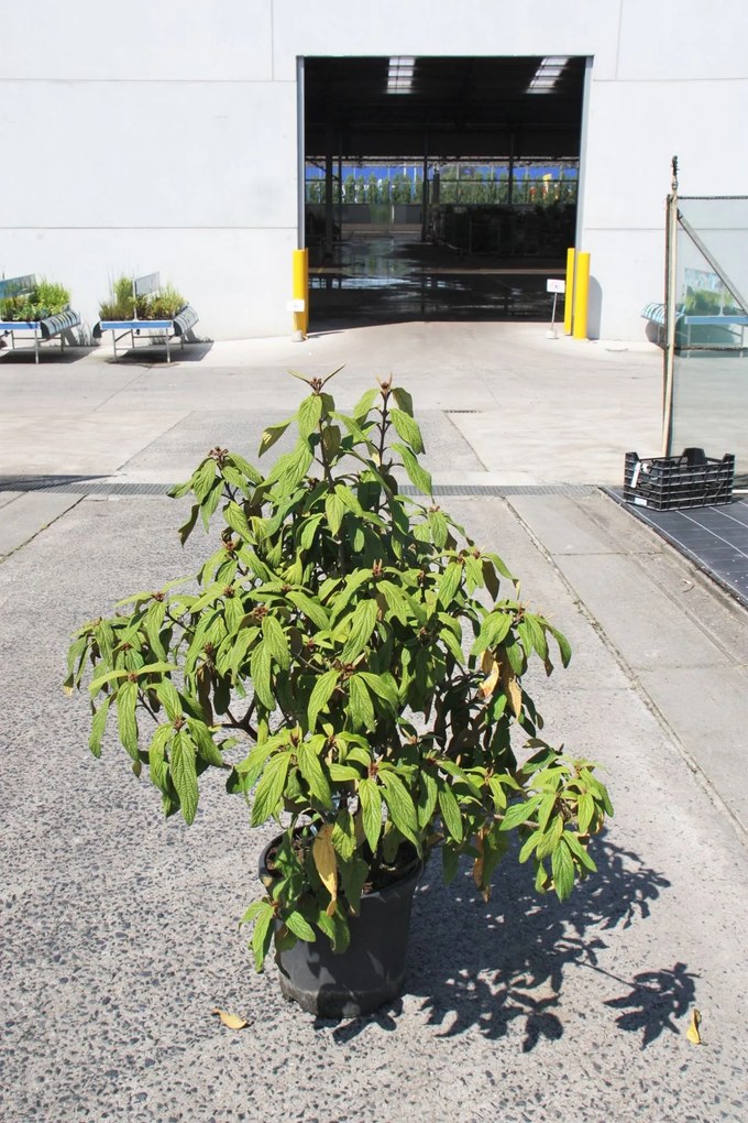 Viburnum rhytidophyllum - pot 12L - 80-100 cm