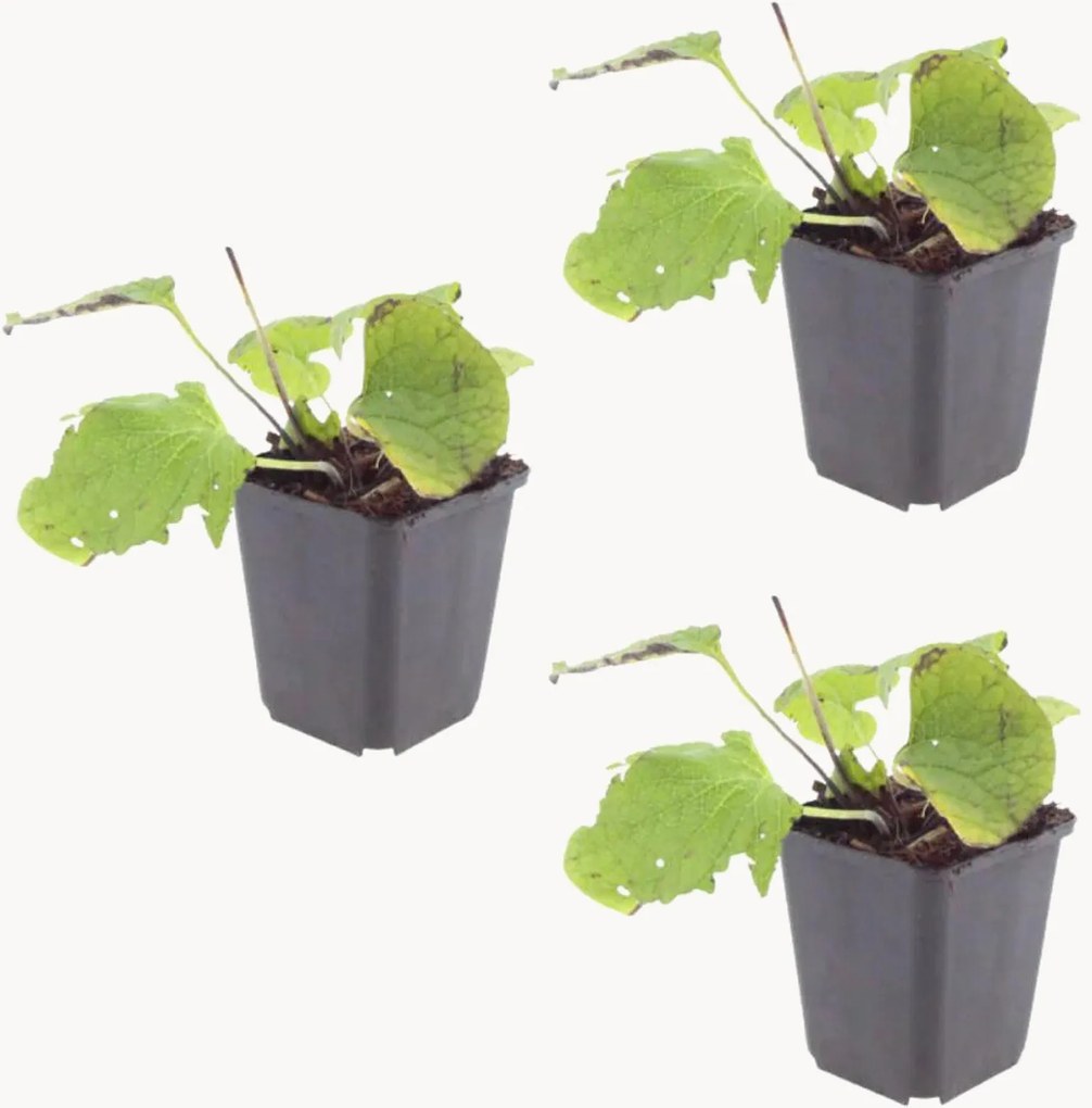 Planten Caucasian Forget-Me-Not Brunnera macrophylla, 3-delig