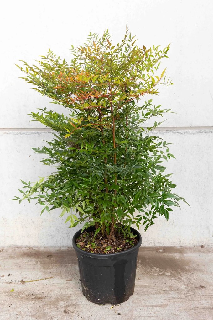 Nandina domestica - pot 30L - 100-125 cm