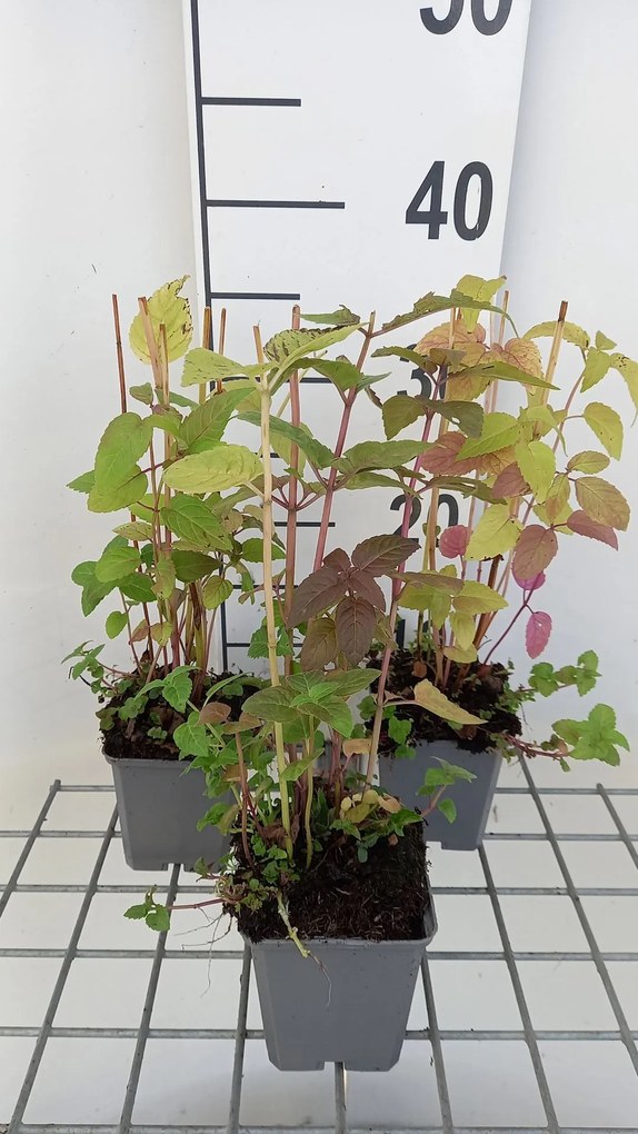 Monarda didyma - pot 9x9 cm (Bergamot) -