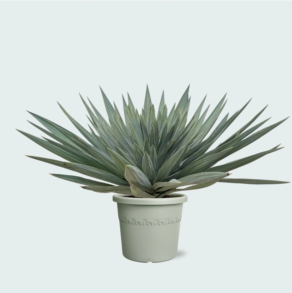 Yucca Gloriosa'Lone Star'- 140 cm