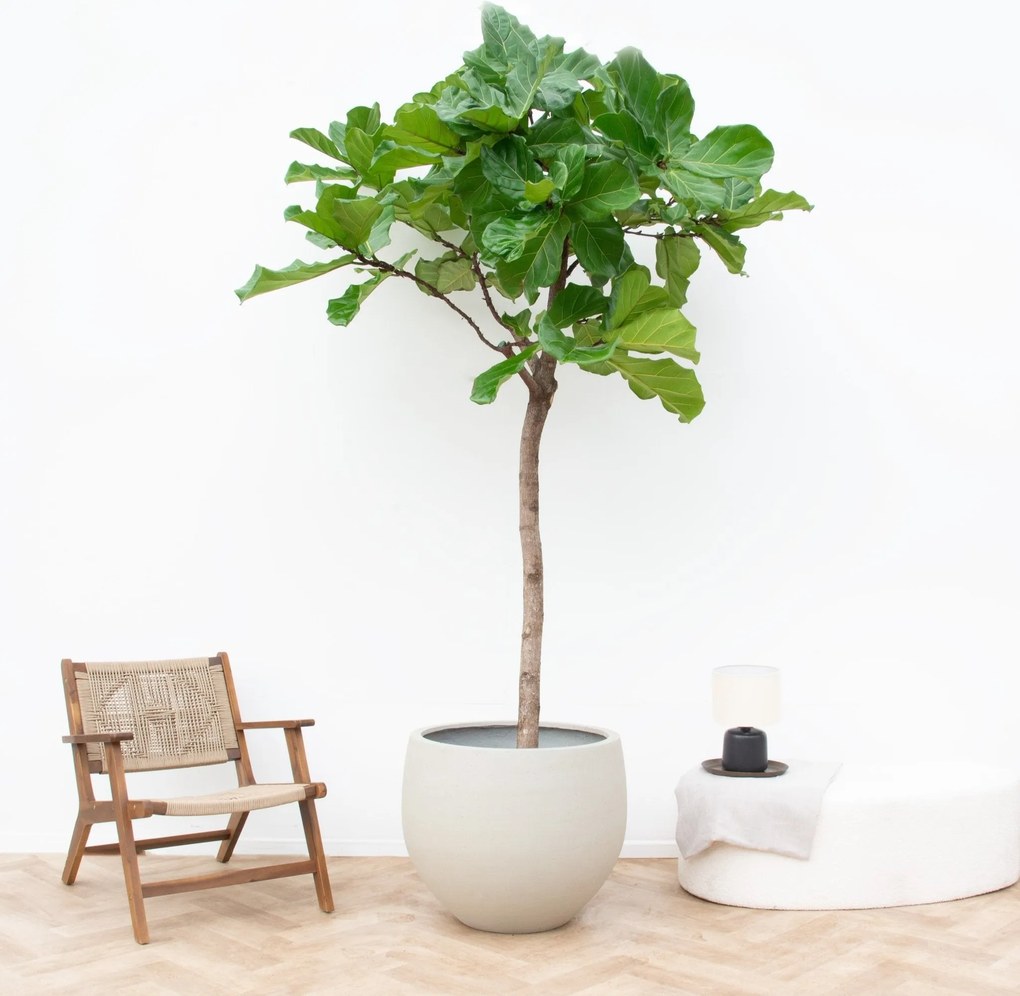 Ficus Lyrata  XXXL - 230cm