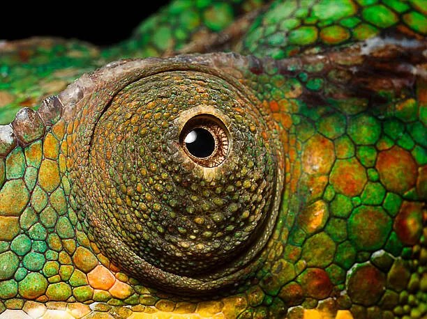 Foto Panther Chameleon's eye, close up, Jonathan Knowles