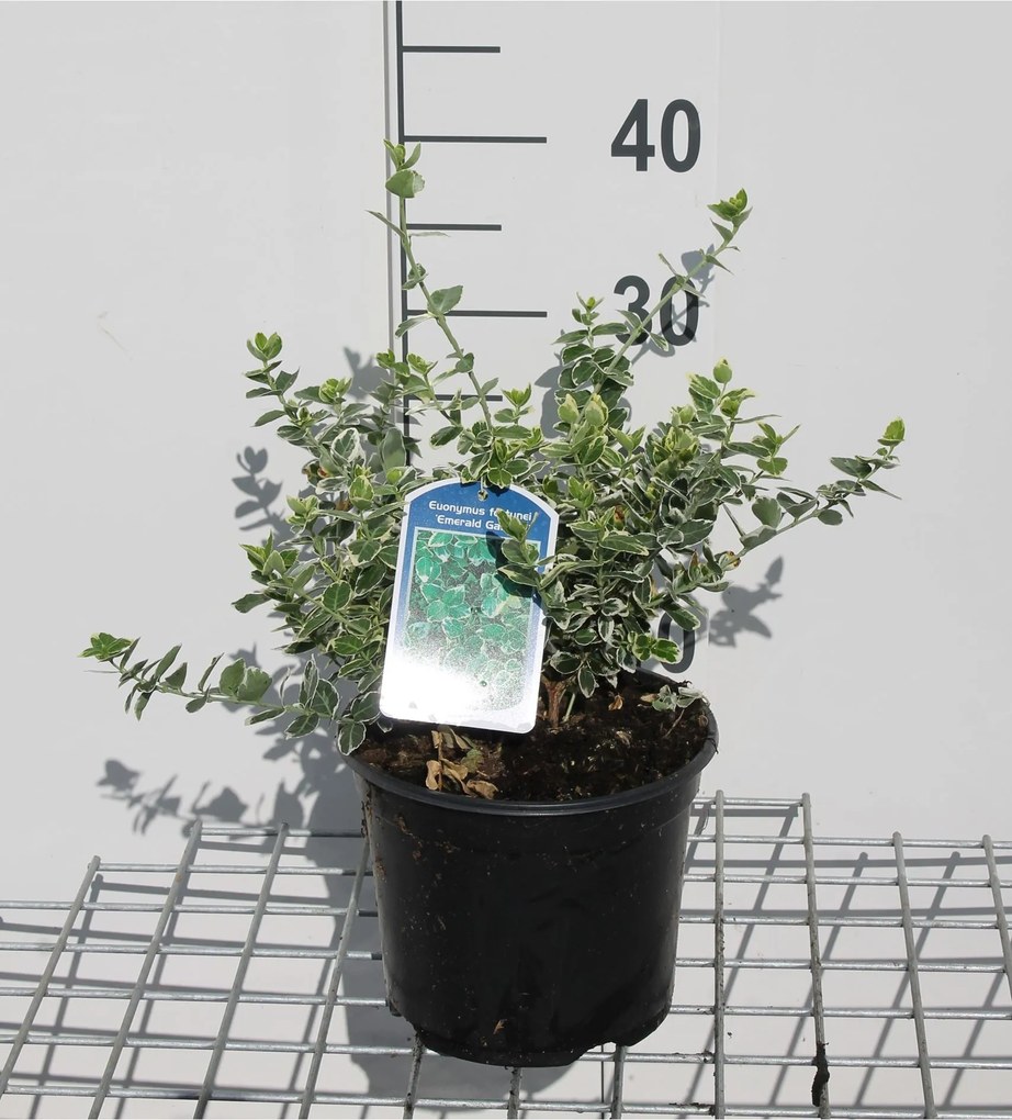 Euonymus fortunei 'Emerald Gaiety' - pot - 20-30 cm