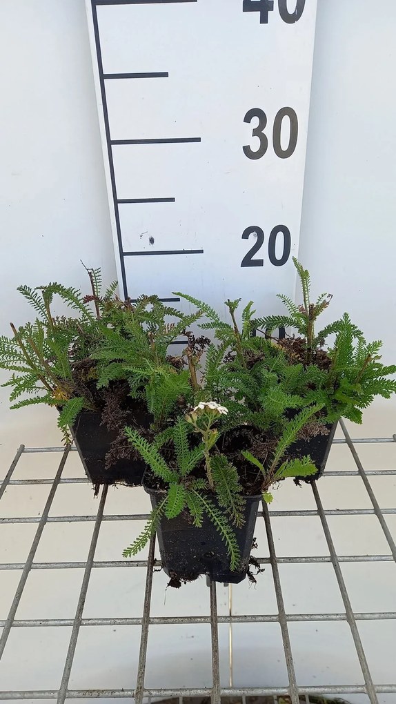 Achillea millefolium 'Apfelblüte' - pot 9x9 cm