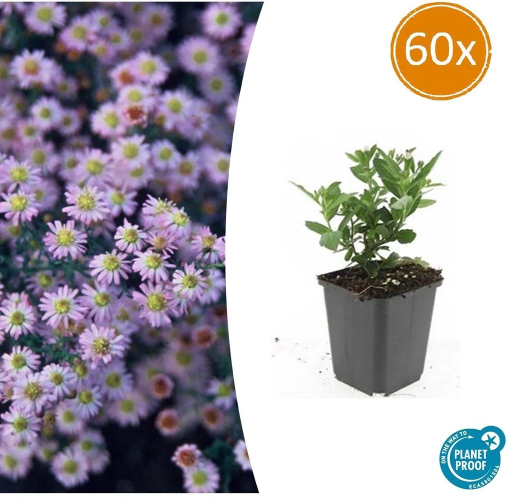 Aster ageratoides 'Stardust' - 20cm