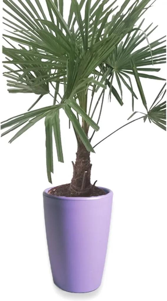 Winterharde Palmboom stamhoogte 30 cm en hoogte 120 cm in Essence vaas lila 45 x 66,5 cm Mcollections Warentuin Natuurlijk