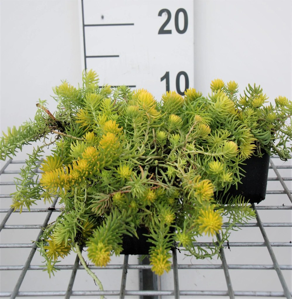 Sedum reflexum 'Angelina' - pot 9x9 cm -