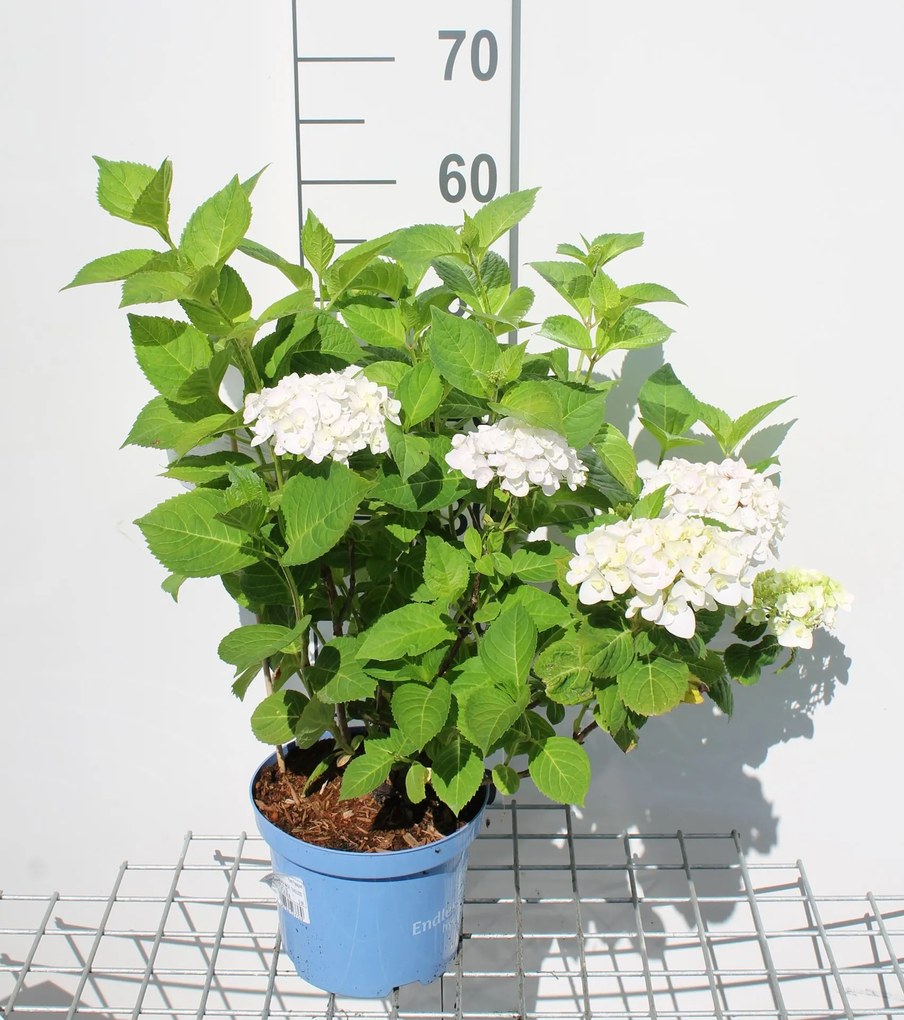 Hydrangea macrophylla'Blushing Bride'(The Bride) - pot 3L - 25-30 cm