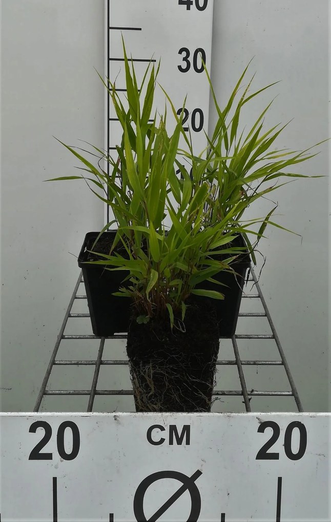 Hakonechloa macra - pot 9x9 cm -