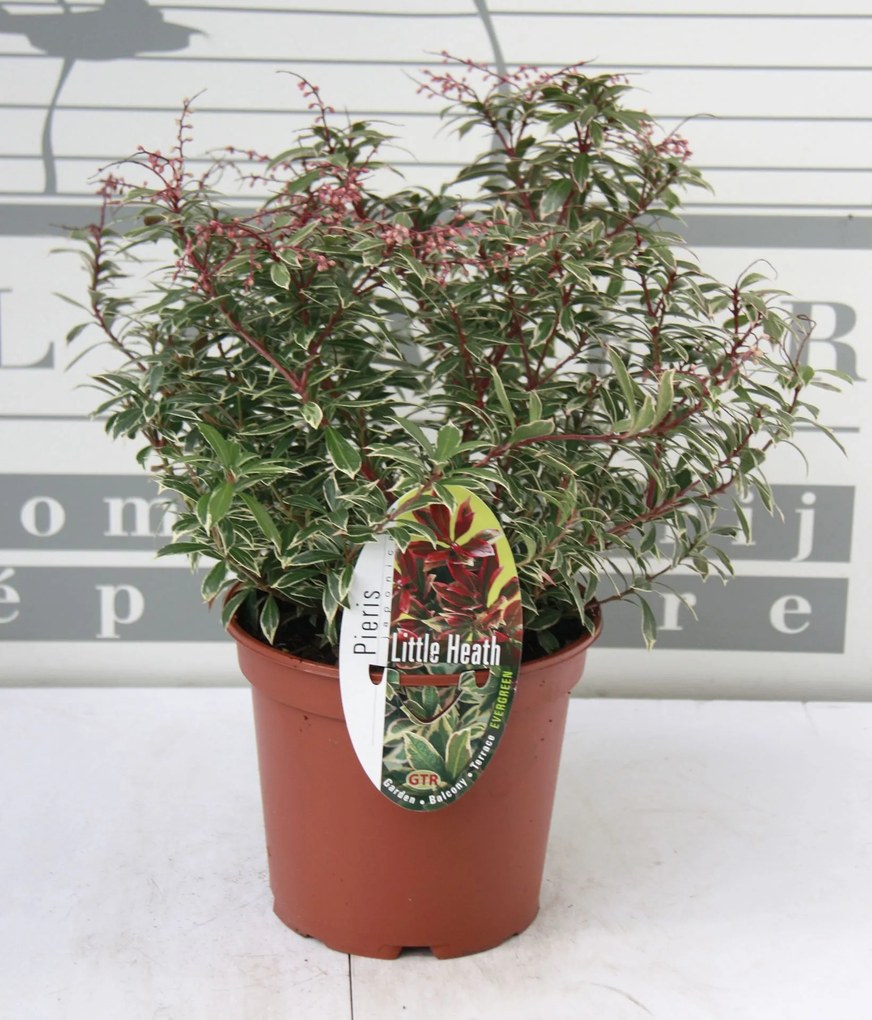 Pieris japonica'Little Heath'- pot 2L - 20-30 cm
