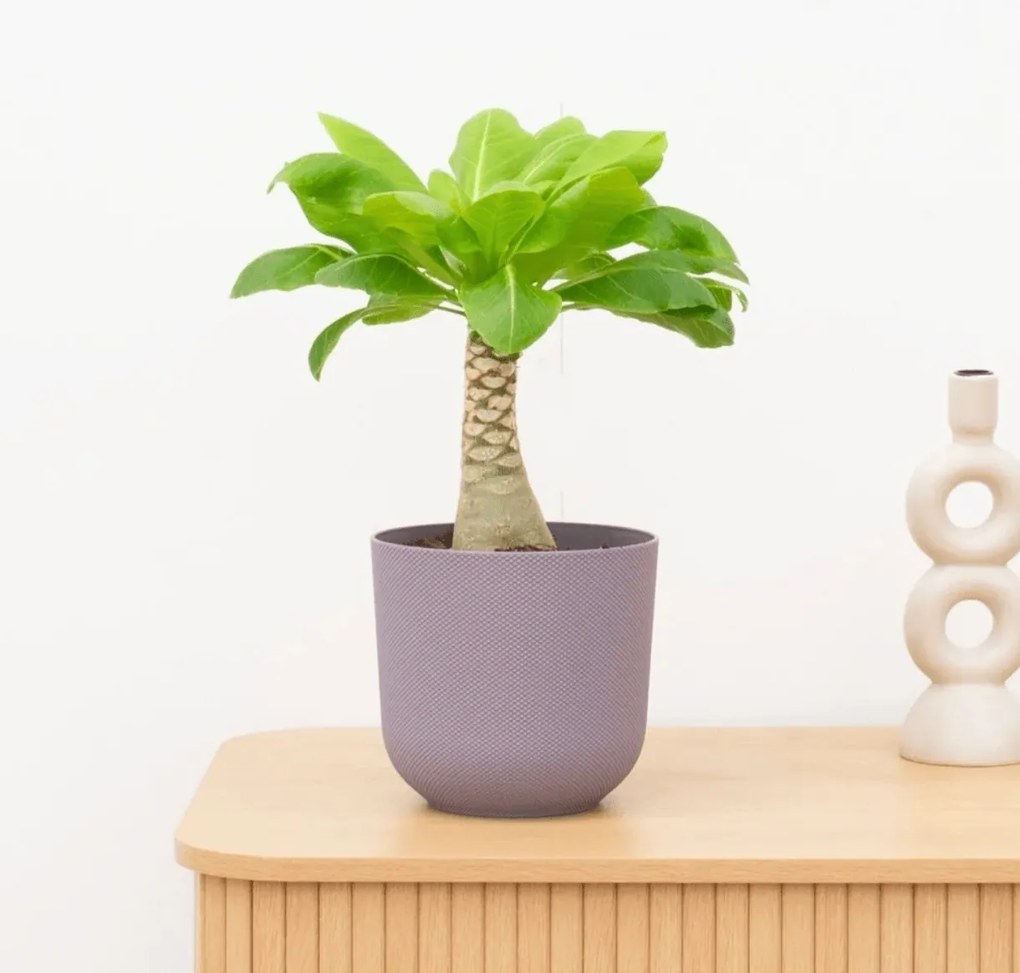 Brighamia Insignis Hawaii palm - 40 cm