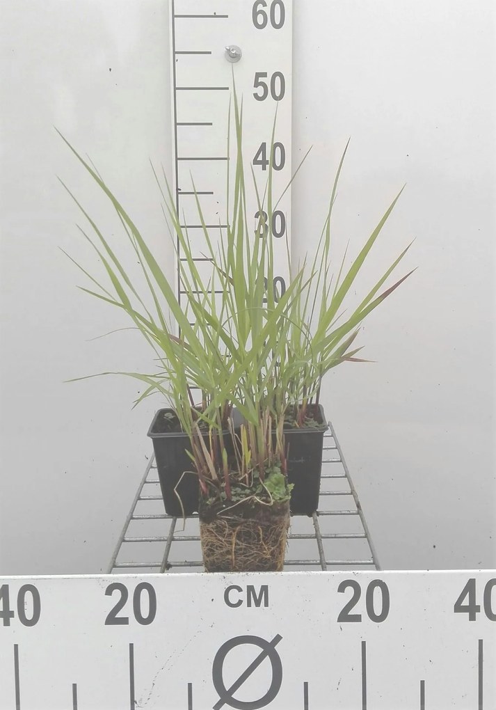 Panicum virgatum 'Rehbraun' - pot 9x9 cm