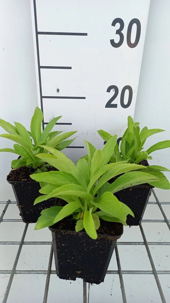 Digitalis lutea - pot 9x9 cm