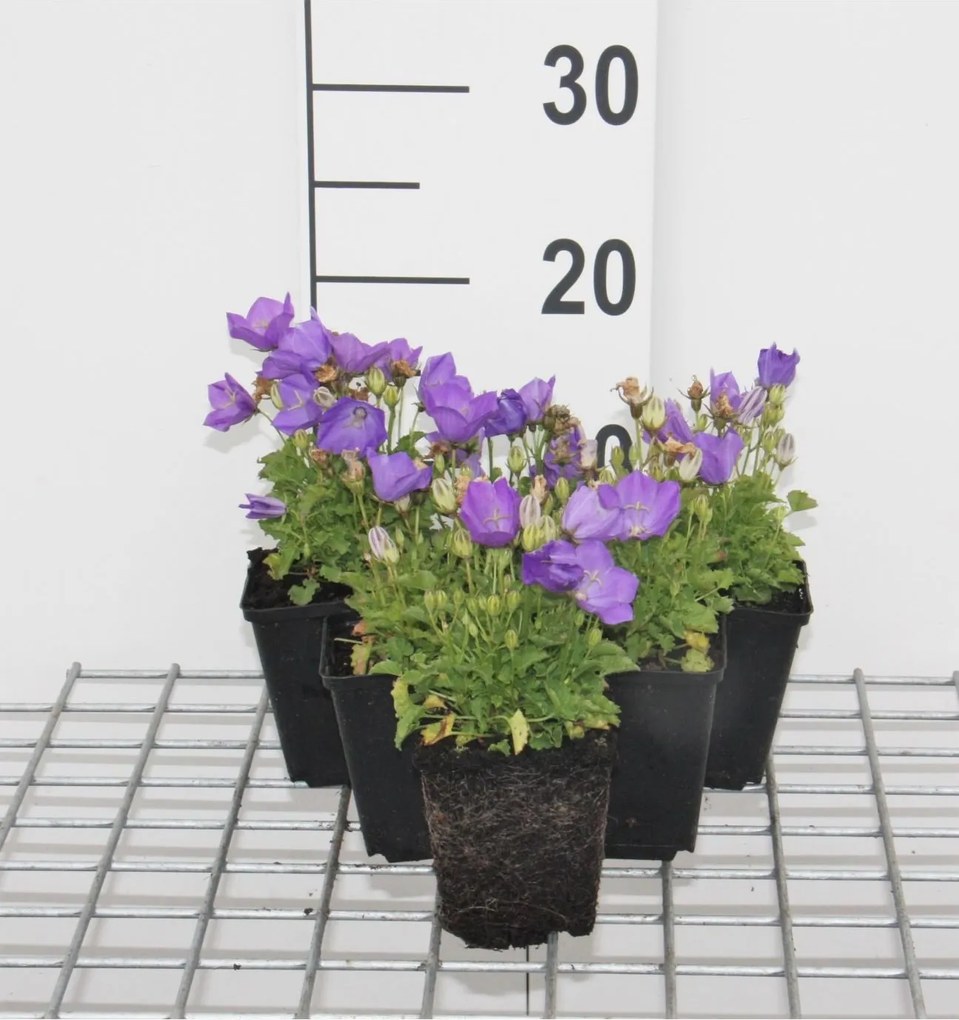 Campanula carpatica 'Blaue Clips' - Karpatenklokje - pot 9x9 cm -