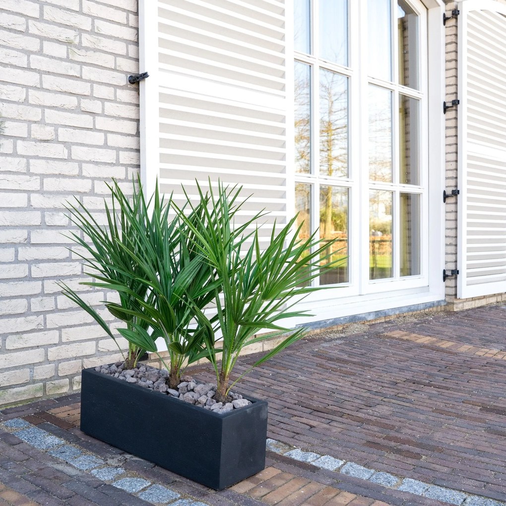 Combi deal - Chamaerops Humilis inclusief  Grigio Box - 80cm