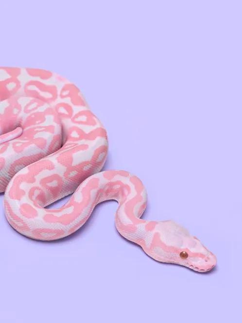 Pink Snake