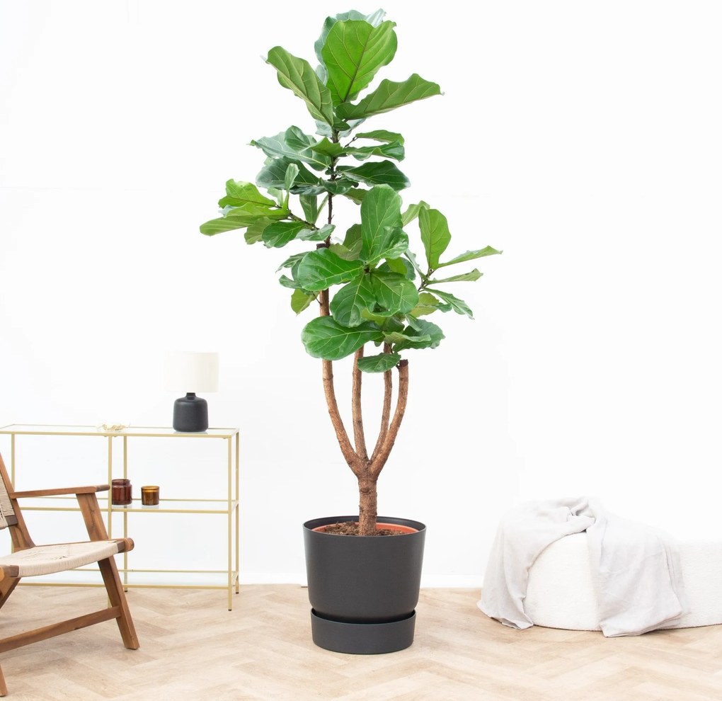 Ficus Lyrata vertakt de luxe XXXL - 250 cm