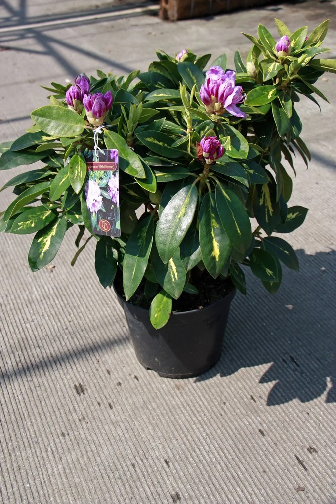 Rhododendron 'Goldflimmer' - pot - 40-50 cm