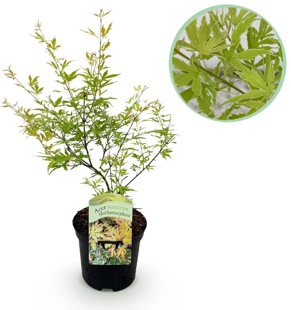 Japanse Esdoorn Metamorphosa - Groen - 70cm