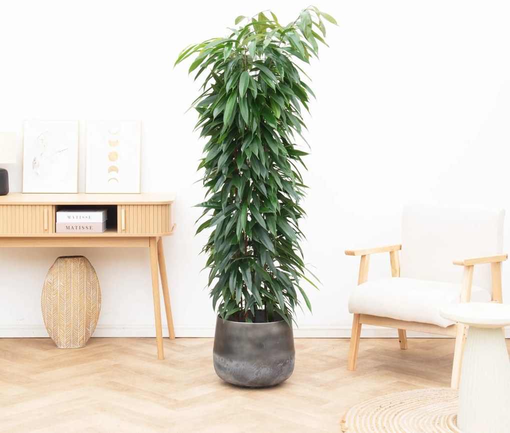 Ficus Alii king zuil - 200cm