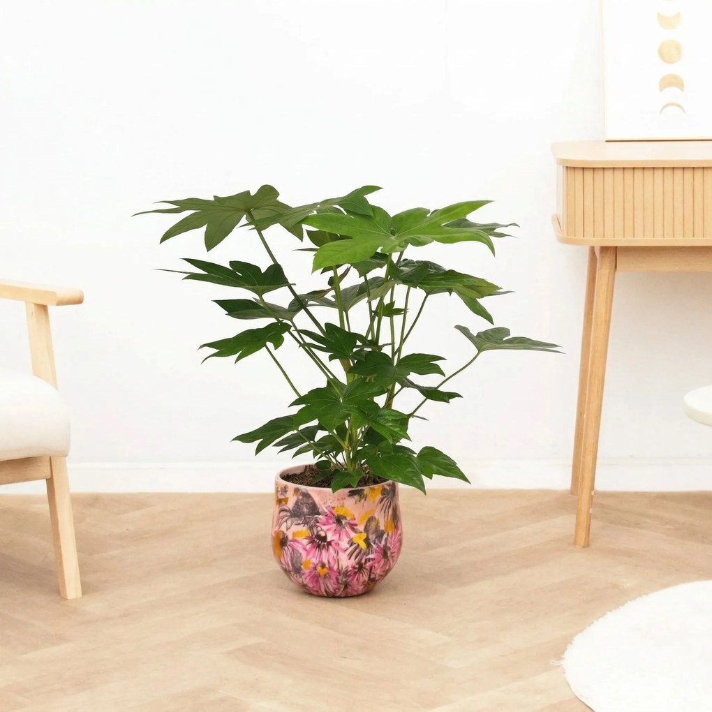 Fatsia japonica - 70 cm