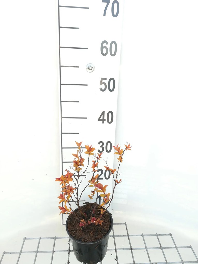 Spiraea japonica 'Goldflame' - pot 1,3L - 20-25 cm -